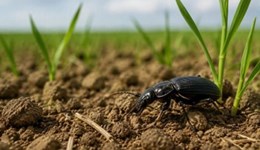 East Yorkshire Farm Network: Putting IPM into practice